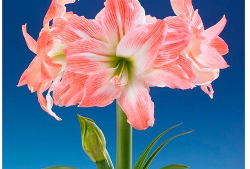 Peruvian Amaryllis with  Christmas Greenery