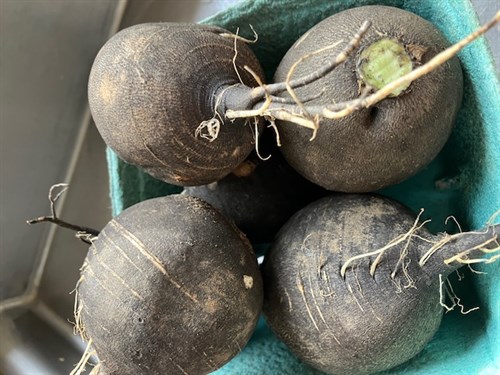 Black Radish