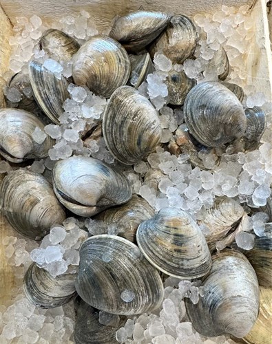 Little Neck Clams (VA)