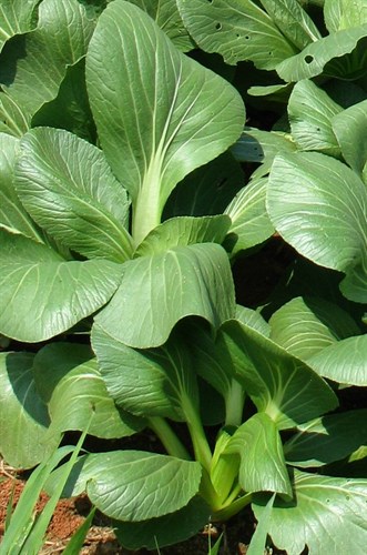 Bok choi