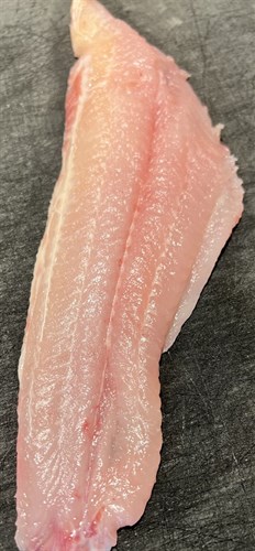 Blue Catfish (Chesapeake Bay)