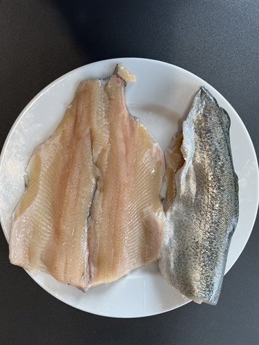 Rainbow Trout (North Carolina)
