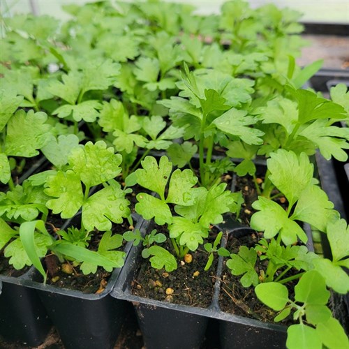 Plants- Greens- Celery