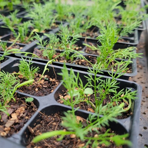 Plant- Herbs- Common Chamomile