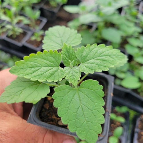 Plants- Herbs- Anise Hyssop