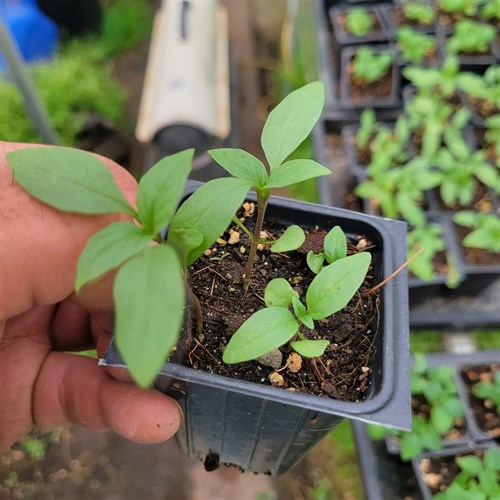 Plants- Herbs-Thai Thai Prospera