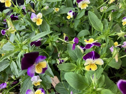 PLANT - Johnny Jump-Up Viola
