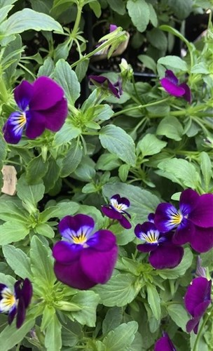 PLANT-King Henry Viola