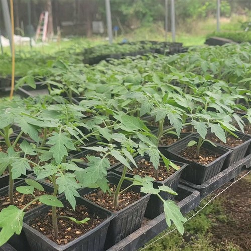 Plants- Cherry tomato- (Cherry Bomb)
