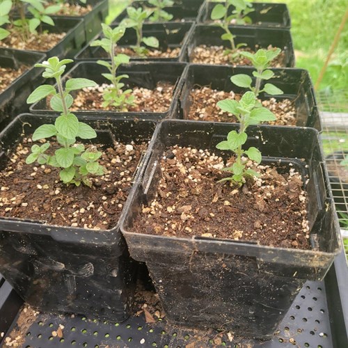 Plants- Herbs- Common Mint 5"