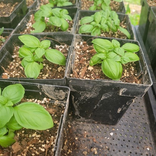 Plants- Herbs- Gen. Basil 5"