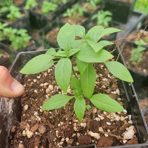 Plants- Herbs- ThaiThai Prospera 5"