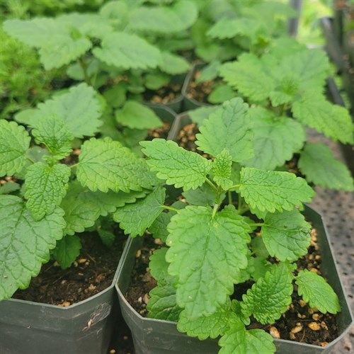 Plants- Perennials- Lemon Balm 4"