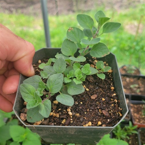 Plants- Perennials- Oregano 4"