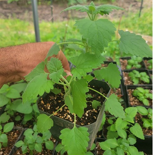 Plants- Perennials- Catnip 4"
