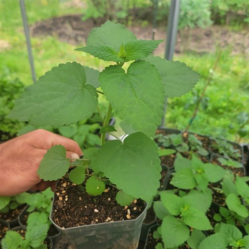 Plants- Perennials- Anise Hyssop 4"