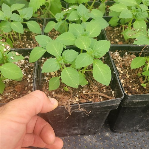 Plants- Kaapor Tulsi 5"