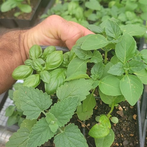 Plants- Herb 4-Pack