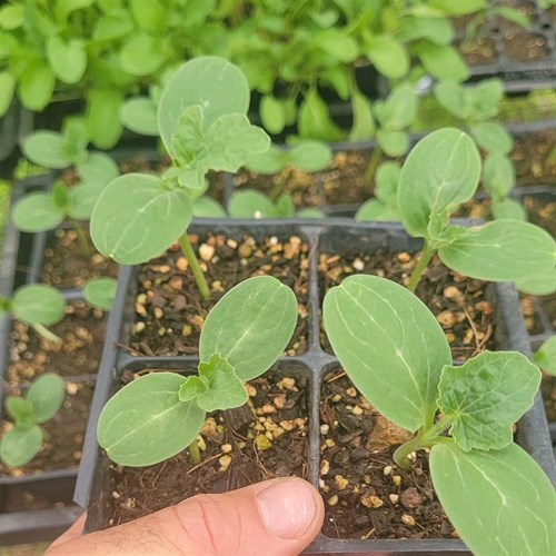 Plants- Watermelon 4 pack