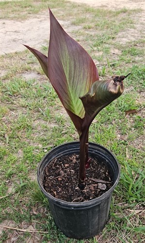 Canna Lily - Red King Humbert