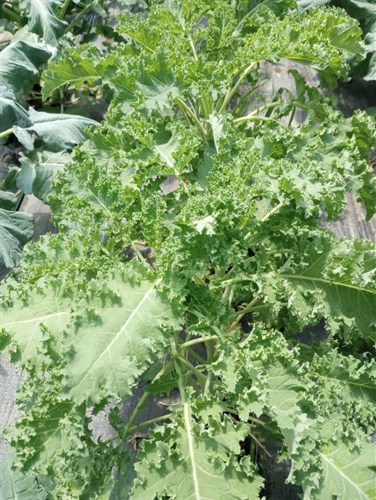 Curley Kale
