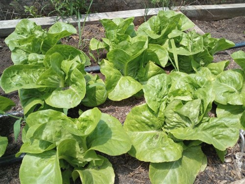 Butter Crunch Lettuce
