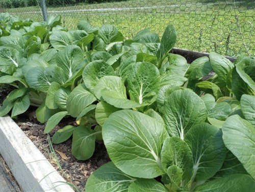 Pac Choy