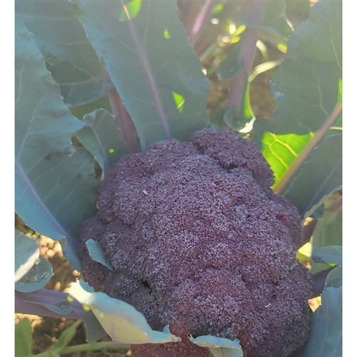 Broccoli- Var. Purple Magic