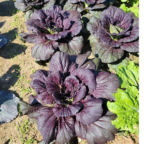 Greens- Purple Chinese Cabbage