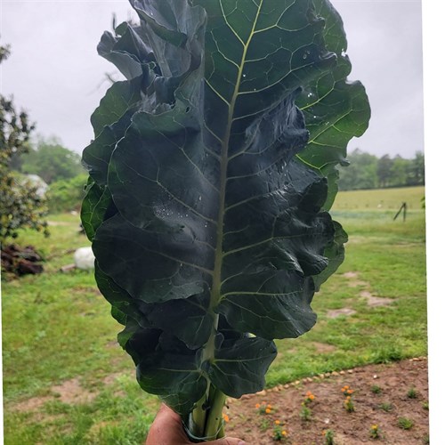 Broccoli Leaf Bunch