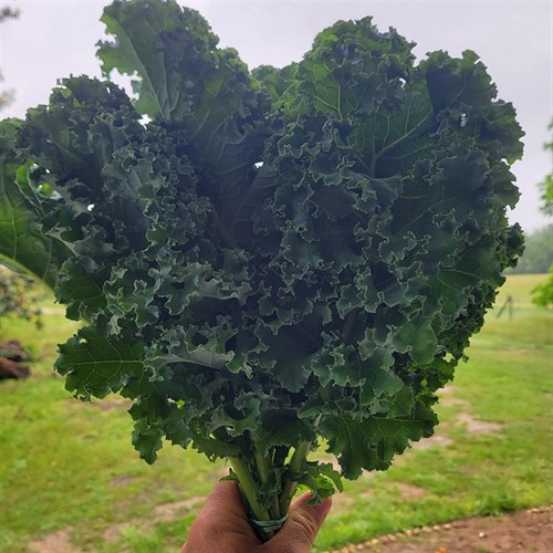 Greens (B)- Vates Kale (curly)