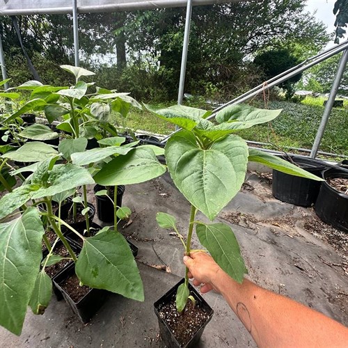 Plants- Flowers- Sunflower 'Soraya'