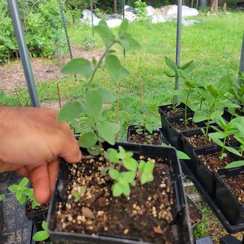 Plants- Herbs- Zaatar 5"