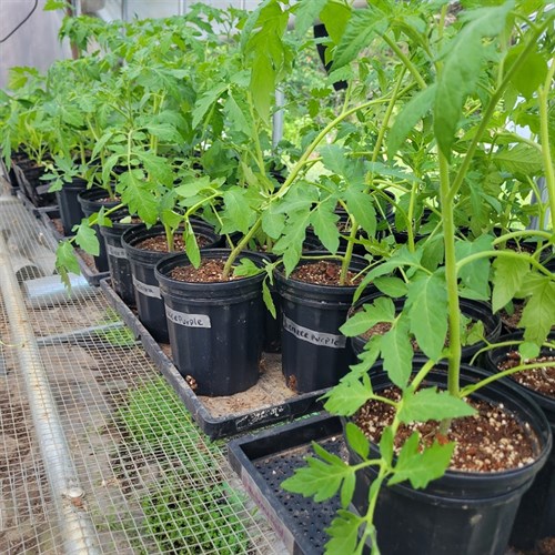 Tomato Plant – 3/4 Gallon Pot (Choose Your Variety