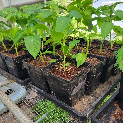 Pepper Plants– 3/4 Gallon Pot (Choose Your Variety