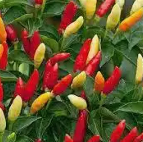 Plants, pepper 'tobasco'