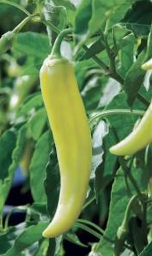 Plants, Pepper ,sweet banana'