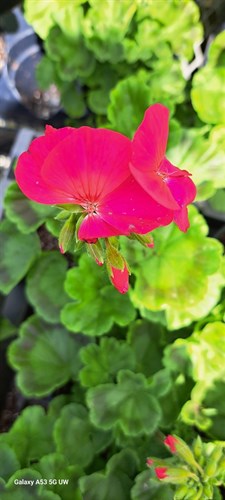 Plant, Geranium 'Fushcia