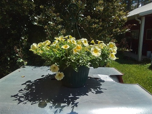 Hanging  basket,10inch
