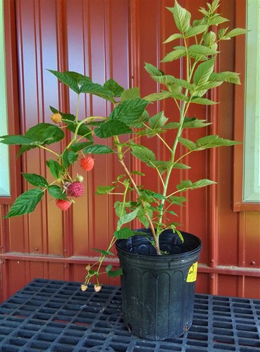 Plant,Raspberry 2 gallon