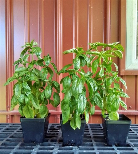Plant, Basil
