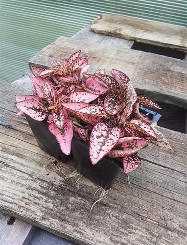 Hypoestes