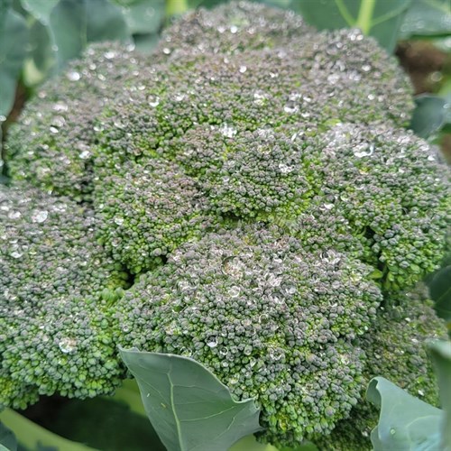 Broccoli