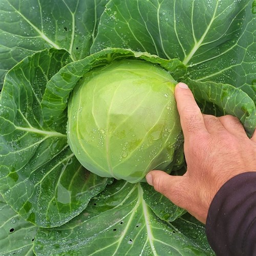 Cabbage- Botran