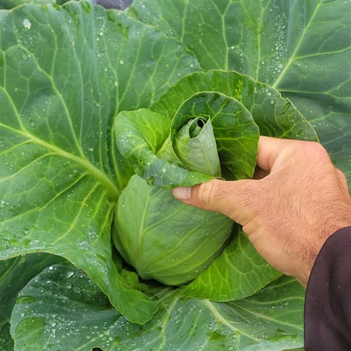 Cabbage- Pointed Mini