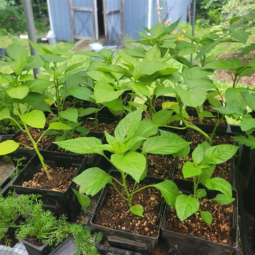 Pepper Plant – 3/4 Gallon Pot (Choose Your Variety