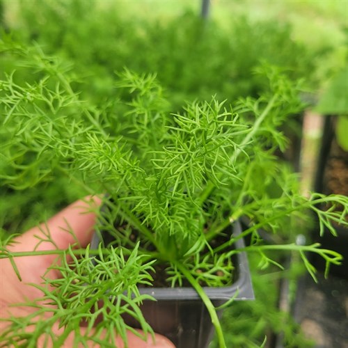 Plant- Herbs- Common Chamomile