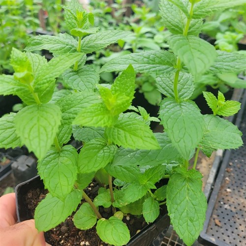 Plants- Herbs- Common Mint 5"