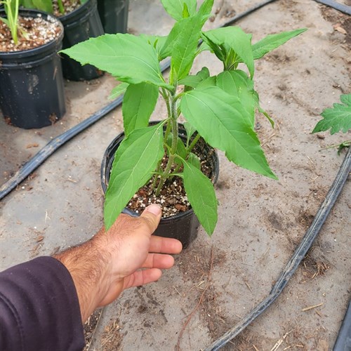 Plants- Jerusalem Artichoke 3/4 Gal