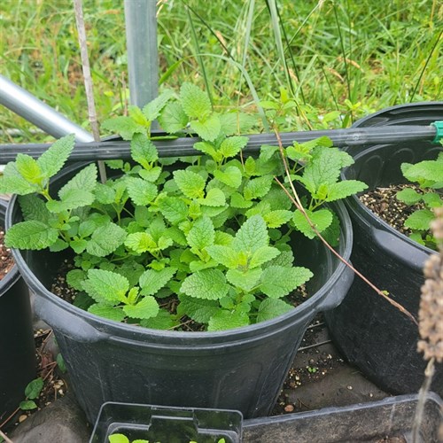 Plants- Lemon Balm – 3 Gallon Pot